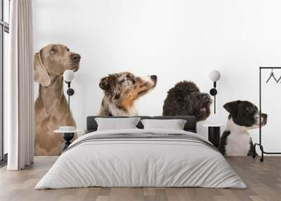 Portraits of various breeds of dogs in a row from small to large all looking up isolated on a white background Wall mural