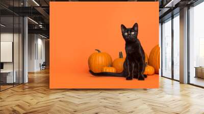 Pretty black cat between orange pumpkins on an orange background Wall mural