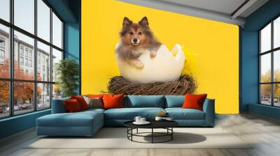 Shetland sheepdog in a easter egg shell in a animals nest on a yellow background Wall mural