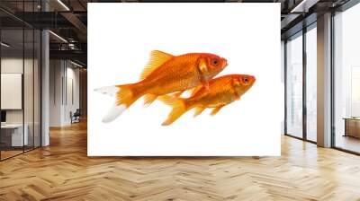 Two swimming goldfish isolated on a white background Wall mural