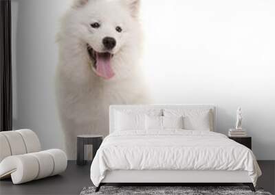 White samoyed dog sitting with mouth open isolated on a white background Wall mural