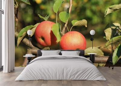 two red apples on the branch in the garden Wall mural