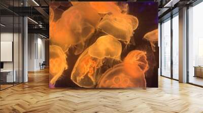 jelly fish in aquarium Wall mural