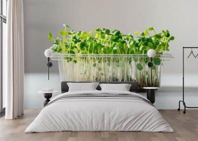 Fresh microgreens in plastic container on white light background. Healthy vegan eating, organic eco produce, young garden plants concept. Cute little micro greens. Seeds sprouts grow. Superfood diet. Wall mural