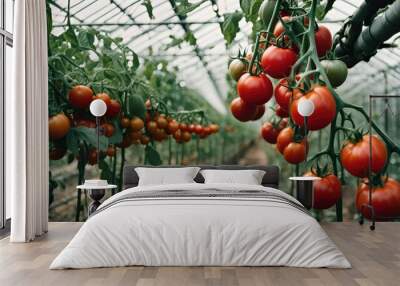 Ripe red tomatoes hanging and grow on a branch. Growing tomatoes in a greenhouse for sale at a farmers market. Harvesting. Bushes with fruits. Agriculture and farming. Wall mural