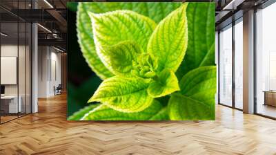 fresh mint leaves Wall mural