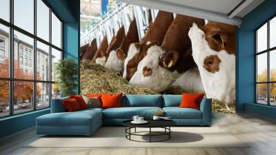 Simmental Cows Feeding Wall mural