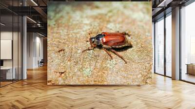 Cockchafer, Melolontha. Insect close-up.	 Wall mural