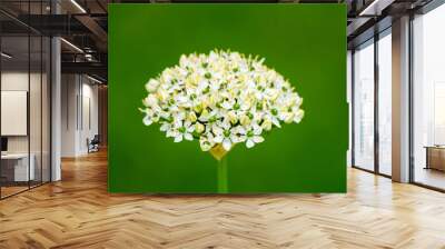 White onion flower against a green background.
 Wall mural