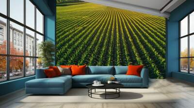 A high-angle view captures a sprawling cornfield with neatly arranged rows of tall maize plants bathed in warm light, highlighting the lush greenery of rural farmland Wall mural