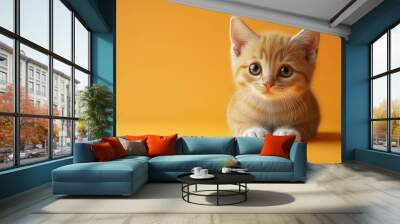 A cute orange tabby kitten with big eyes looks at the camera. Wall mural