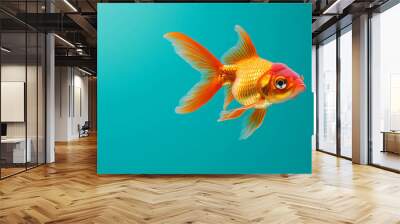 A single goldfish with orange and yellow scales swims in a turquoise blue tank. Wall mural