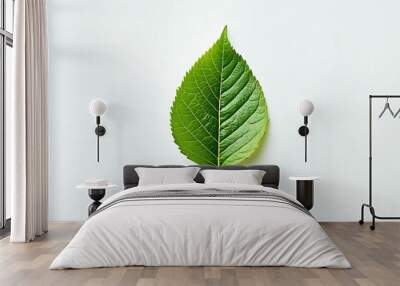 Single green leaf on white background. Wall mural