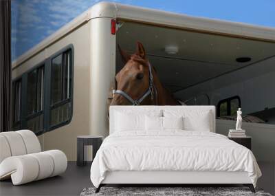 horse in the trailer Wall mural