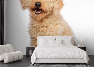 Nice poodle dog isolated on white Wall mural