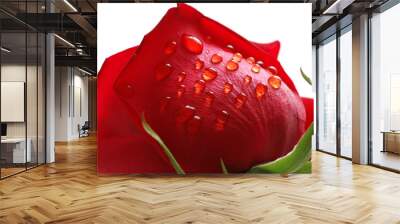 Red rose with water drops isolated on white Wall mural