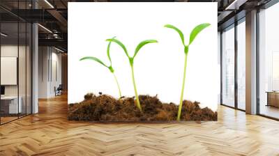 two seedlings illustrating the concept of new life Wall mural