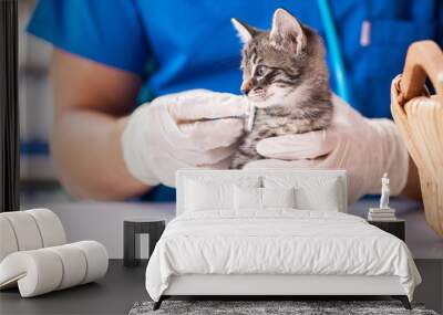 Vet doctor examining kittens in animal hospital Wall mural