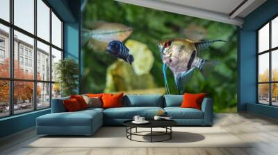 Poisson tropical Scalaire Pterophyllum Wall mural