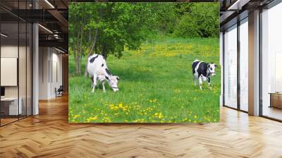 adult cow grazes in the summer on the eastern green meadow Wall mural