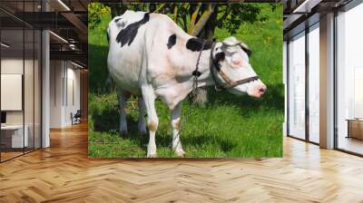 adult cow grazes in the summer on the eastern green meadow Wall mural