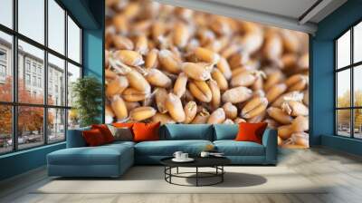 Dried grain wheat sprouts close up Wall mural