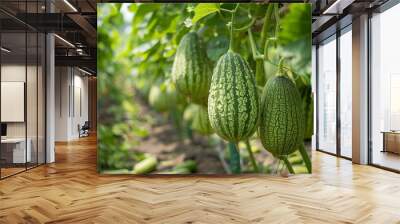 Bitter green melons, also known as bitter gourd or bitter squash, hang from trees in a vegetable farm. These fresh, ripe melons are ready for harvest amidst the garden greenery. Wall mural