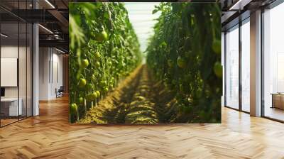 Organic greenhouse tomato production encompasses the maturation process of the fruit, utilizing sustainable techniques.  Wall mural