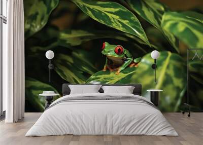 Perched upon vibrant green leaves, the Red-eyed tree frog (Agalychnis callidryas) displays its enigmatic red irises. Its vibrant hues evoke the exotic allure of the rainforests it calls home Wall mural