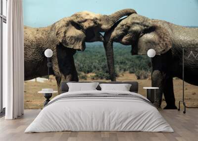 Elephant embrace Wall mural