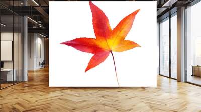 Autumn maple leaf isolated on transparent background. Png file Wall mural