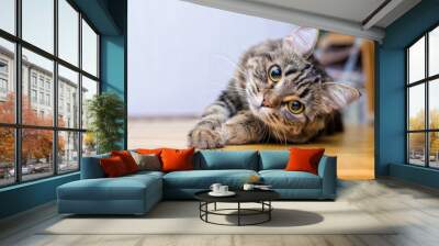 Portrait of a beautiful gray striped cat close up Wall mural