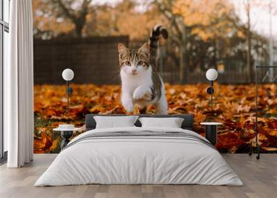 Kitten running on leaves. Wall mural