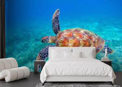 Sea turtle swims in sea water. Big green sea turtle closeup. Wildlife of tropical coral reef. Wall mural