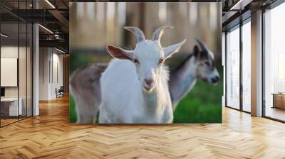 Close-up portrait of two young goats on a farm Wall mural