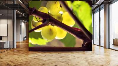 chardonnay raisin en macro Wall mural