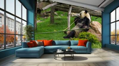 panda Wall mural