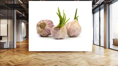 Fresh garlic isolated on white background Wall mural