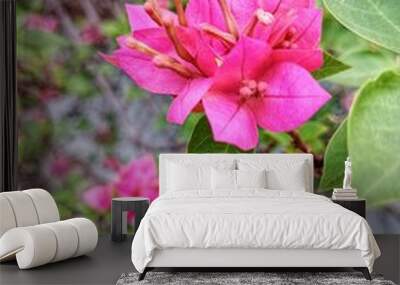 Bougainvillea Torch Glow flower in close up Wall mural