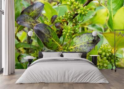 Coprosma robusta (Karamu) tree fruits and leaves Wall mural