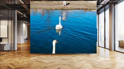 child by a river observes a pair of swans approaching Wall mural