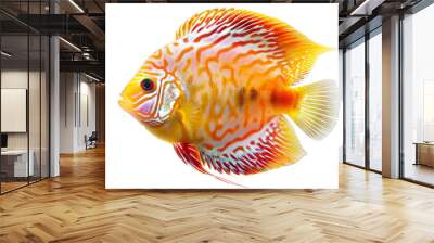 Colorful discus fish isolated on white background Wall mural