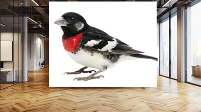 Male Rose-Breasted Grosbeak Wall mural