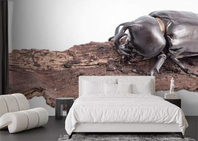 Rhinoceros beetle isolated Wall mural