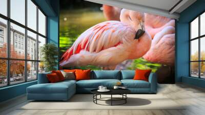 natural orange tropical neck flamingos beautiful colored beak nature animal bird exotic feather flamingo flock fowl pink shrimp water wild wildlife zoo Wall mural