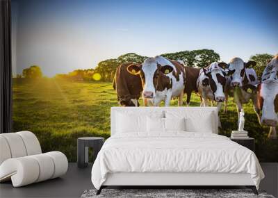 Cows Wall mural