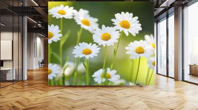 Daisies on a nature backdrop Wall mural