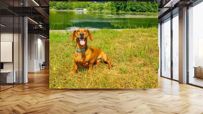 Brown short-haired dachshund sitting on grass, thirsty, tired, panting with tongue out on shore of Lake Echternach, abundant leafy trees in background, sunny summer day in Luxembourg Wall mural