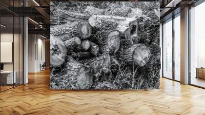 Close-up of logs stacked in the grass of trees that have been felled in the forest, reforestation or deforestation, clearcutting or clearing of trees in South Limburg, Netherlands. Black and white Wall mural