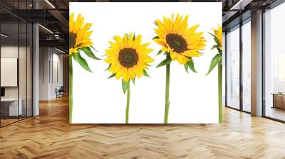 sunflowers Wall mural